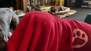 GSD puppy under blanket
