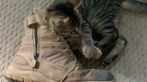 An ol boot is the best cat toy🤪