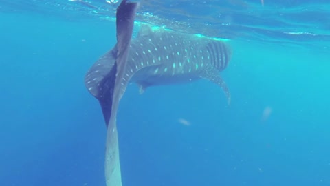 Whale Shark 50fps