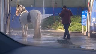 Horse Gets Hosed Off at Car Wash