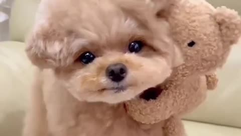 Cute little puppy ♥️❣️❤️, #dog #dogvideo #lovewithdog #petvideo #pets #animals
