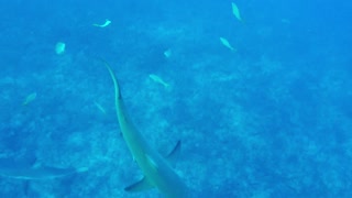 Tiburones chocan agresivamente contra un buceador