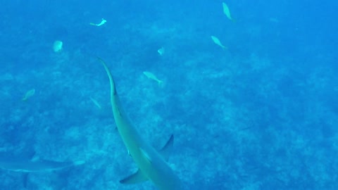 Tiburones chocan agresivamente contra un buceador