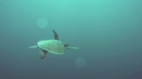 Scuba Divers Accidently meet Sea Turtle.