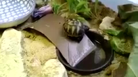 Baby Tortoise Turns Upside Down After Tumbling While Taking First Steps