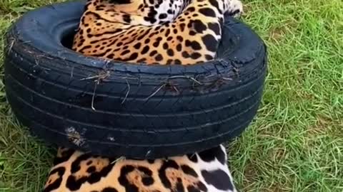 Jaguar and Lion Tire Playtime! ADORABLE