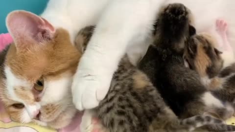 Newborn tiny kitten crawls to her mother cat so that she hugs him.