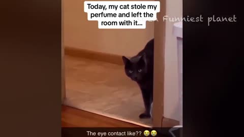 #funny Dogs And Cats