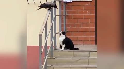 Funny Cat and Dog