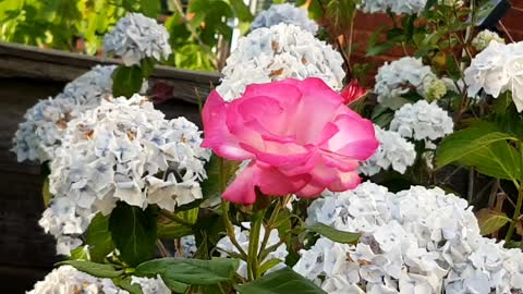 One lonely rose in the plant pot