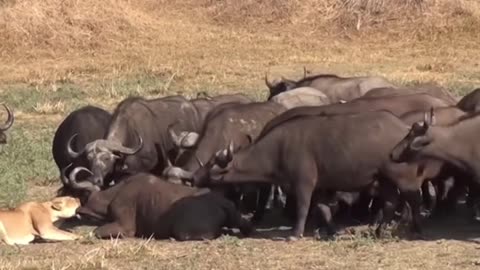 Lion attack buffalo