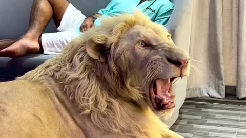 Dubai 🇦🇪 Sheikh With Lion 🦁 Tiger 🐯 at Home 🏡 Care Lifestyle || Jeetpuria Janab