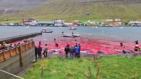 Faroe Islands Blood-Sport - 43 long-finned pilot whales killed
