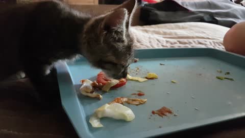 Kitty like tomato