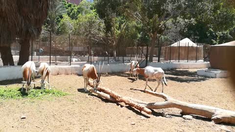 African White Horned Oryx