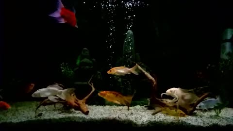 Fish aquarium looks amazing in slow motion