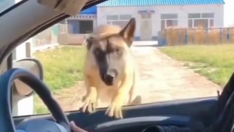 Dogs funny video The funniest viral videos of all time. #shorts #funny #funnyshorts #animals-(1080p)
