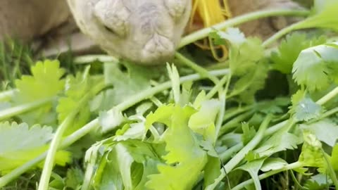 Tortoise snacks on cilantro in a graduation cap