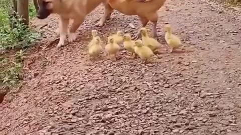 A chicken criticizes its young from a dog in an exciting scene