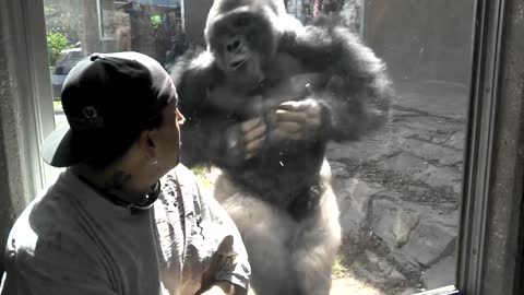 Silverback Gorilla Shows Off Strength In Front Of Zoo Visitors