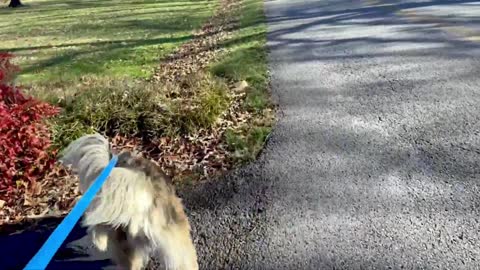 Dog dreams of chasing deer he saw during afternoon walk