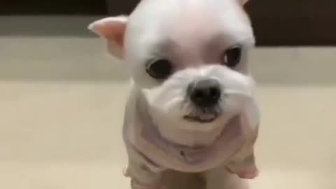 Adorable Dog Dresses Up in a Cute Outfit
