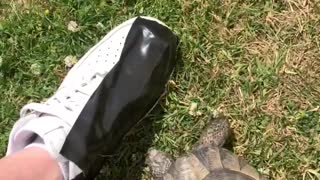 Tommy Shellby the Tortoise vs Black Tape