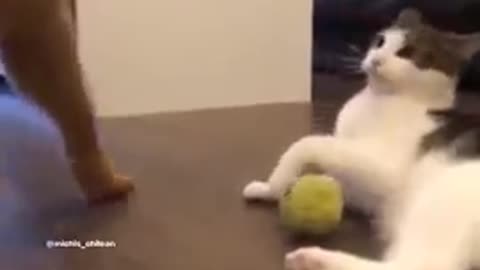 Angry cat! Don't mess with this cats ball!!! LOL