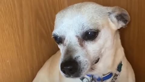 Terrified RESCUE dog had never felt the touch of a kind kind