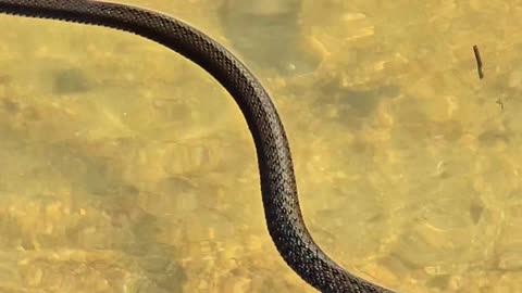 Beautiful young grass snake swimming towards me / Young snake in the river.