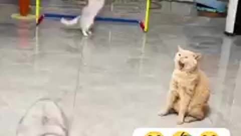 Cat Playing Soccer: LOL Funny Moments with the Unlucky Orange Feline