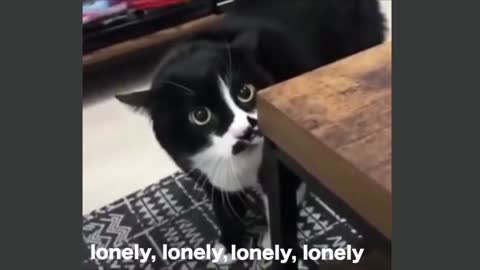 Cats Talking | Poor Lonely Cat expressing her sadness!!