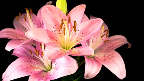 Several pink lily flowers opening