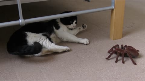 Cat scared by a weird spider 😁😁
