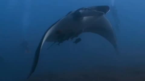 Galapagos shark & manta ray together at the Boiler