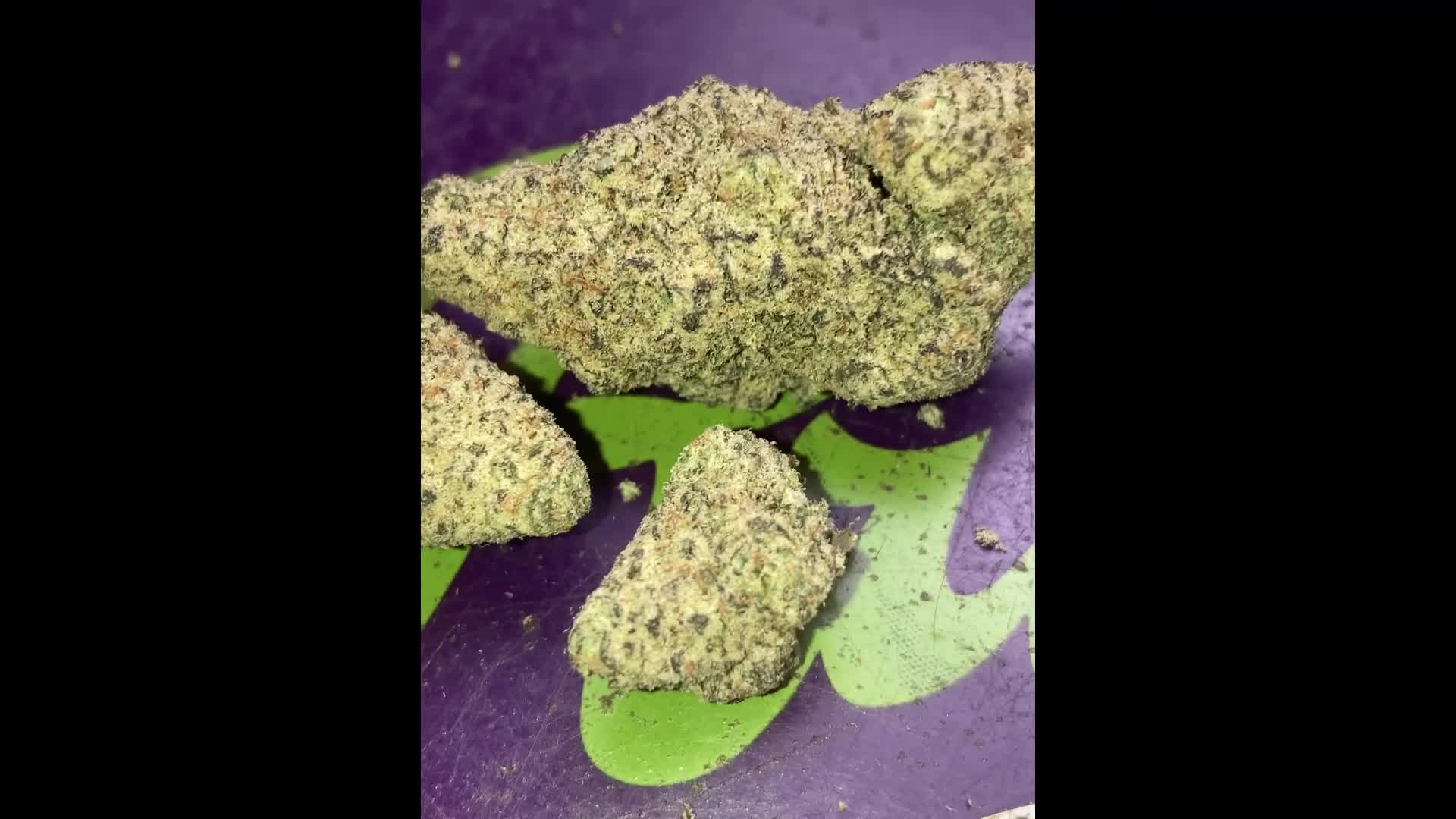 Guava Top Shelf Cali (Gelato phenotype)