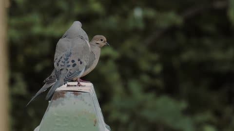 pretty Pigeon