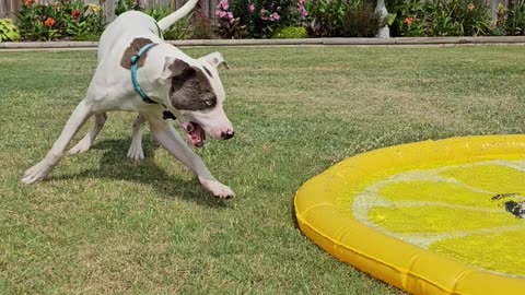 Vinny's Splash Pad