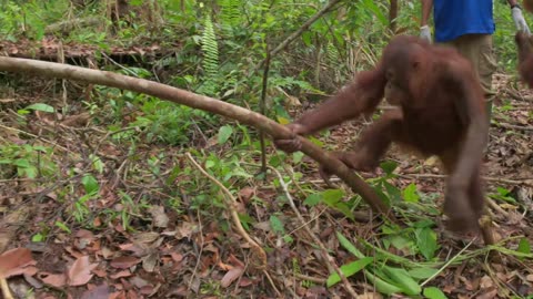 Baby Orangutan Beni Is Back in Action! 🎉 Orangutan Jungle School