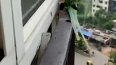 Friendly talking parrot calling mummy in lockdown