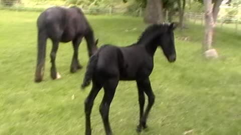Jumping Foal Wipes Out In Wet Grass