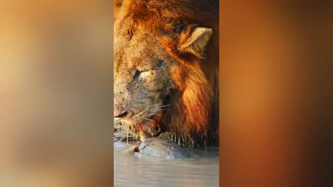 Turtle chases lion away from his waterhole