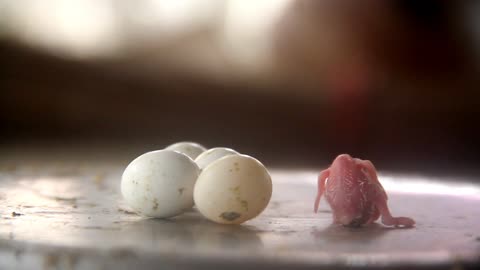 Video of a bird hatching from an egg, How to get a chick out of an egg