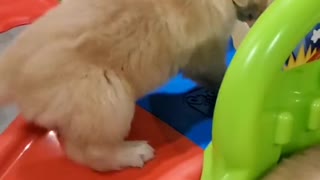 Puppies on the slide