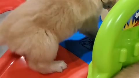 Puppies on the slide