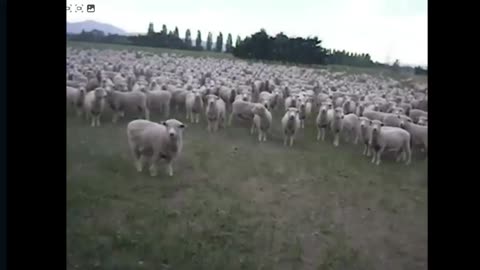 Sheeple!