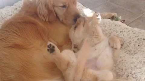 Cute puppy is introduced to adult Golden Retriever