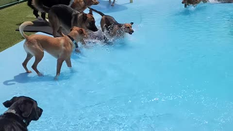 Pool Day for the Pups __ ViralHog (2160p)