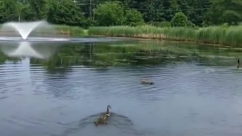 Watch this duck who has babies of her own immediately adopt 10 orphaned ducklings