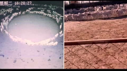 Mysterious Video Shows Large Flock Of Sheep Walking In Circle For 12 Days